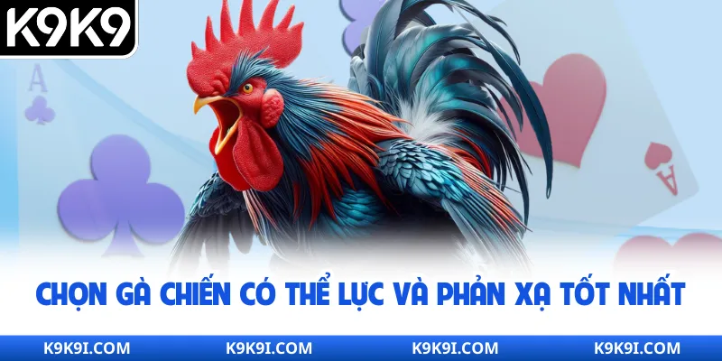 Chọn gà chiến có thể lực và phản xạ tốt nhất