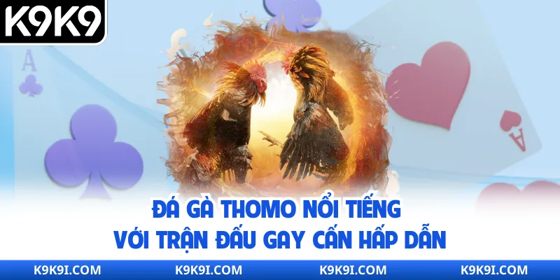 Đá gà Thomo nổi tiếng với trận đấu gay cấn hấp dẫn
