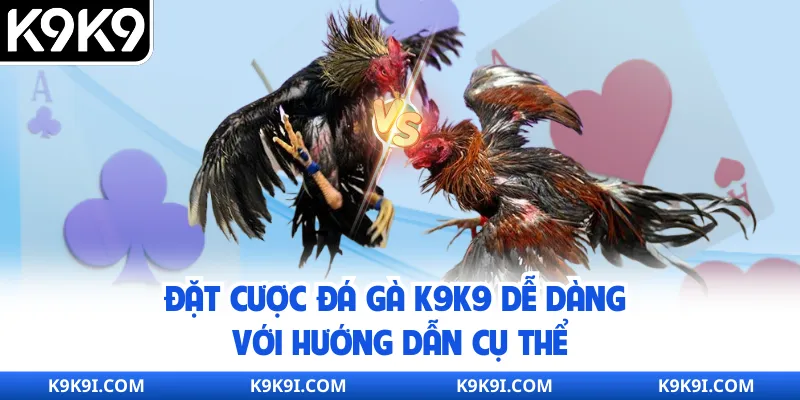 Đặt cược đá gà K9K9 dễ dàng với hướng dẫn cụ thể